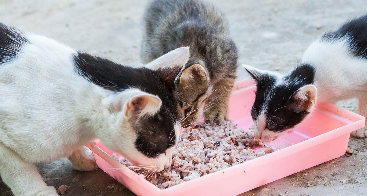 猫可以吃米饭吗？一起了解猫吃米饭的注意事项（猫吃米饭的关键是适量和均衡，谨防潜在风险）