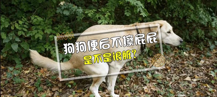 狗狗手术后多久排便？解答你的疑惑（手术后排便时间及注意事项）