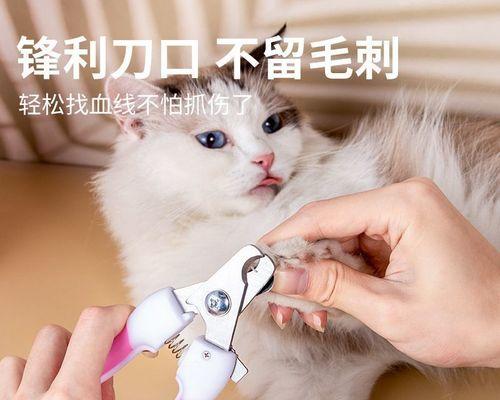 如何正确剪小猫的指甲（小猫指甲剪的时间、方法和注意事项）