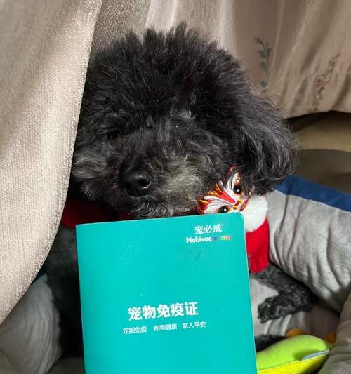 宠物狗注射疫苗后多久才能洗澡？（疫苗注射后洗澡时间的重要性与注意事项）