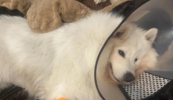 萨摩耶犬的睡眠习惯及睡眠需求解析（了解萨摩耶犬的睡眠时间和睡眠习惯，保持它们的健康和幸福）