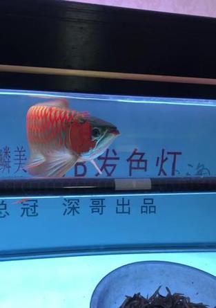 龙鱼发色的变化周期与特点（揭秘龙鱼发色的奥秘，探寻其变化周期和特点）