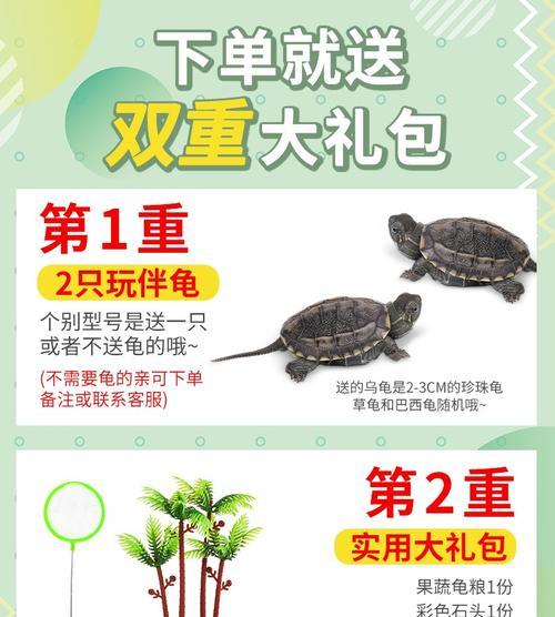 正确饲养乌龟的关键要点（投喂乌龟的合适量和正确饲养方法）