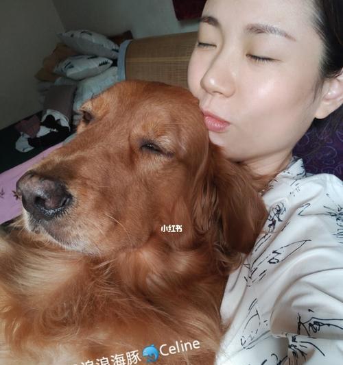 金毛犬的成长速度及时间（从小毛球到大狗，金毛需要多久才能长成成熟的宠物犬？）