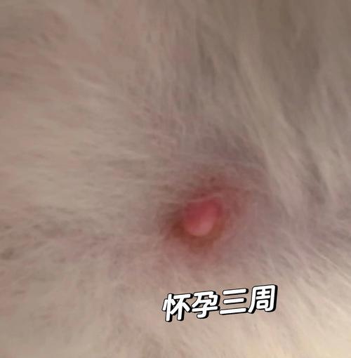 猫咪怀孕多久？（猫咪怀孕周期及迹象。）