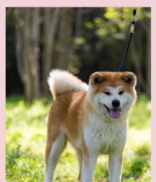 秋田犬养殖数量下降的原因与挑战（探究秋田犬饲养减少的原因及其缺点）