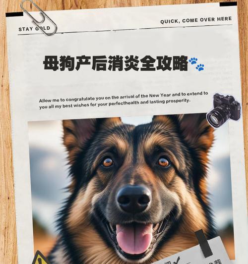 狗狗剖腹产（探究狗狗剖腹产手术后拆线的最佳时机及护理要点）