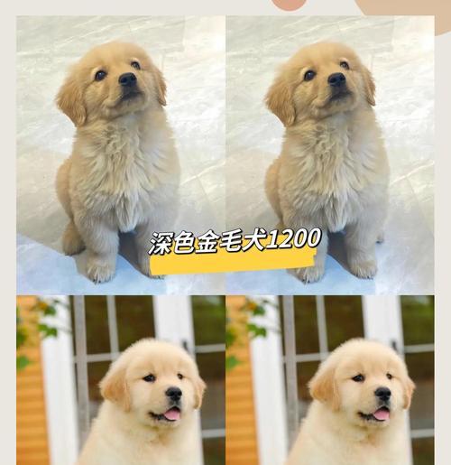 养金毛犬需要多少钱？（金毛犬养育成本详解，了解养狗前的经济压力）