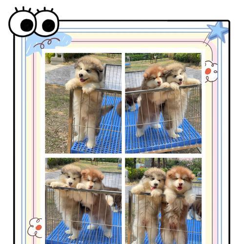 大型犬类（挑选大型犬的关键因素以及10个受欢迎品种推荐）