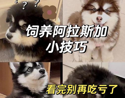 养一只健康快乐的巨型阿拉斯加雪橇犬（以喂养为主题的阿拉斯加雪橇犬日常护理指南）