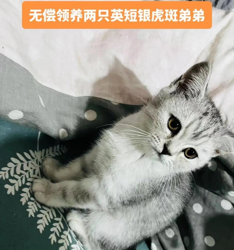 探秘虎斑猫（揭开虎斑猫额头神秘的M字标记，了解其背后的奥秘）