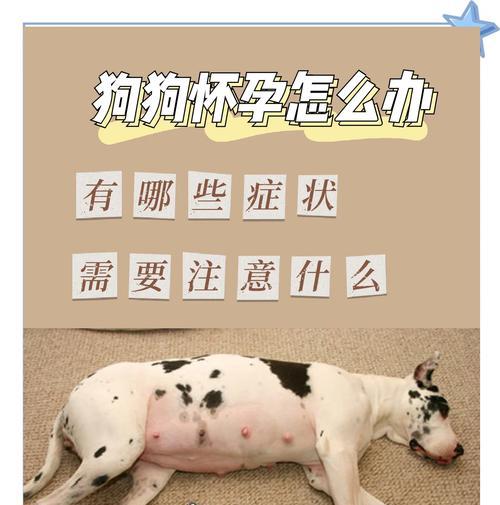 狗狗早孕的症状与注意事项（了解狗狗早孕的症状，保持宠物的健康和幸福）