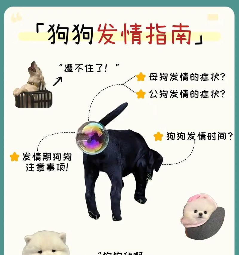 狗的月经周期及无月经现象解析（揭秘狗狗月经周期、了解无月经现象的原因和应对方法）