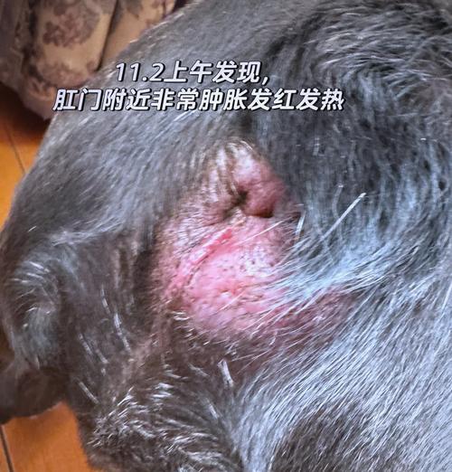 狗狗肛门腺解析（了解狗狗肛门腺的作用，注意定期清理）