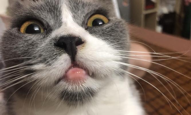 猫咪嘴唇肿了怎么办？——救救它的痛苦（探寻猫咪嘴唇肿背后的原因与解决方法）