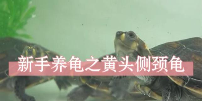 如何正确养护黄头侧颈龟——摆脱老是养不活的困扰（揭秘鱼缸不仅适合养鱼，黄头侧颈龟也能健康生存）