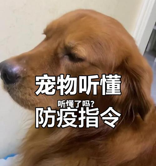 美华人疫情期间带宠物回中国的繁琐过程（提前准备是必须！）