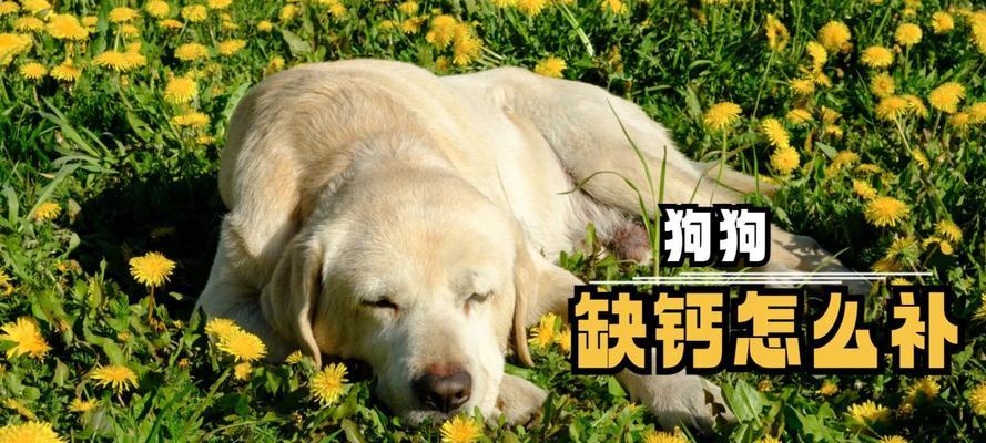 狗狗缺钙的症状并非仅限于幼年和老年期（了解狗狗缺钙症状的全面时间范围和危害程度）