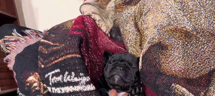 以法牛犬怀孕的常见症状（了解狗狗怀孕期间的变化和表现）