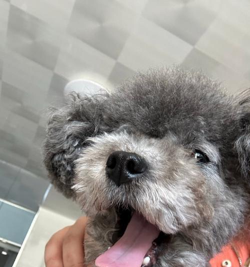 泰迪犬的标准体重是多少？（泰迪犬的体重分析）