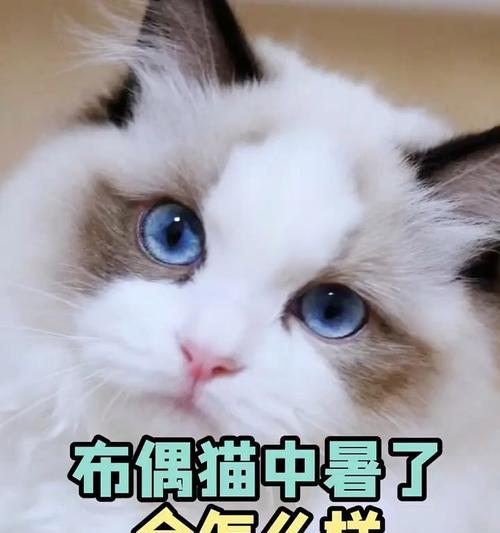 猫中暑的康复时间及护理方法（了解猫中暑的康复时间及正确护理，让你的爱猫尽快康复）