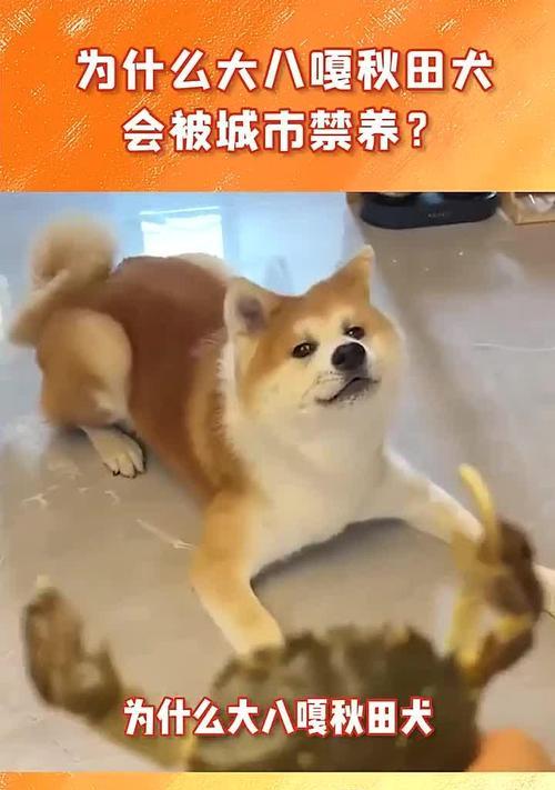 秋田犬的地位岌岌可危？（为什么越来越少的人选择养秋田犬？）
