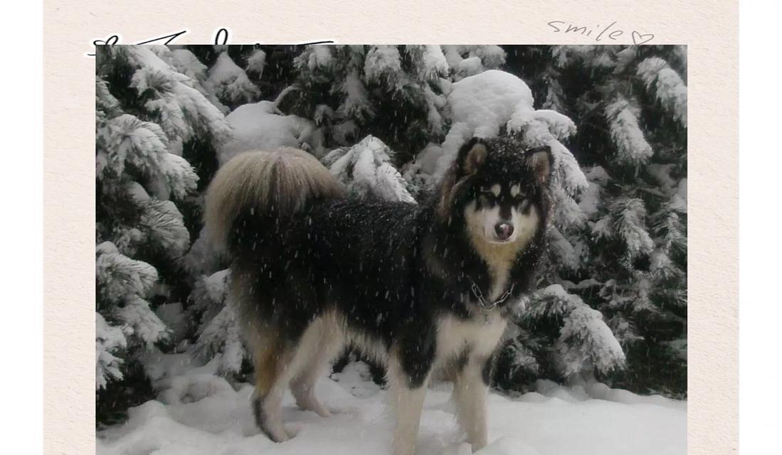 巨型阿拉斯加雪橇犬的日常喂养指南（养一只健康、快乐的巨型阿拉斯加雪橇犬，从日常喂养开始）