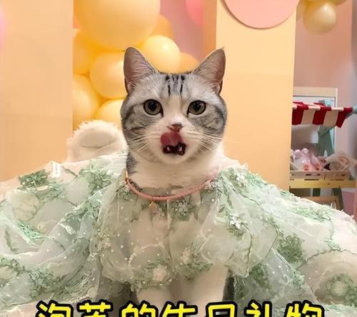 十大网红猫咪，萌萌哒的虚拟明星（这些可爱的毛球们让人忍俊不禁）