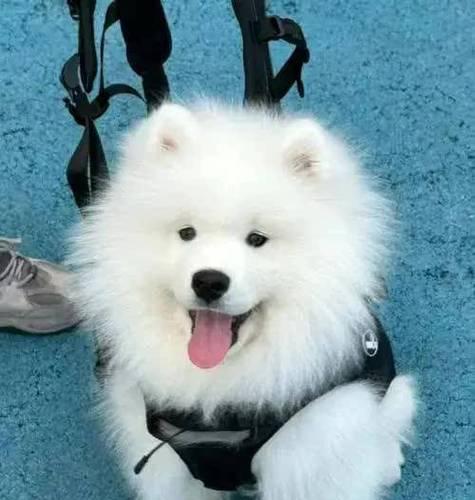 适合有孩家庭饲养的五只“无攻击性”小型犬（和平共处的犬种选择指南）