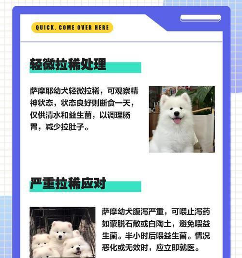 萨摩耶狗洗澡需要多长时间？（洗澡时间因素、洗澡步骤和洗澡频率决定萨摩耶狗洗澡所需的时间）