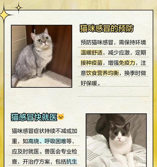 猫感冒的症状及预防措施（了解猫感冒的常见症状，为宠物健康做好预防工作）