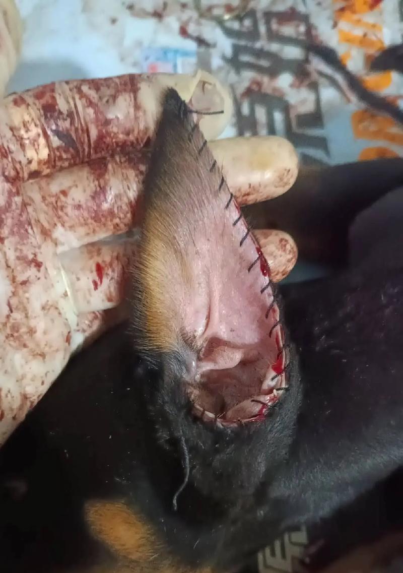 以卡斯罗犬耳朵裁剪的必要性与方法（保护狗狗耳朵免受危险的裁剪措施）