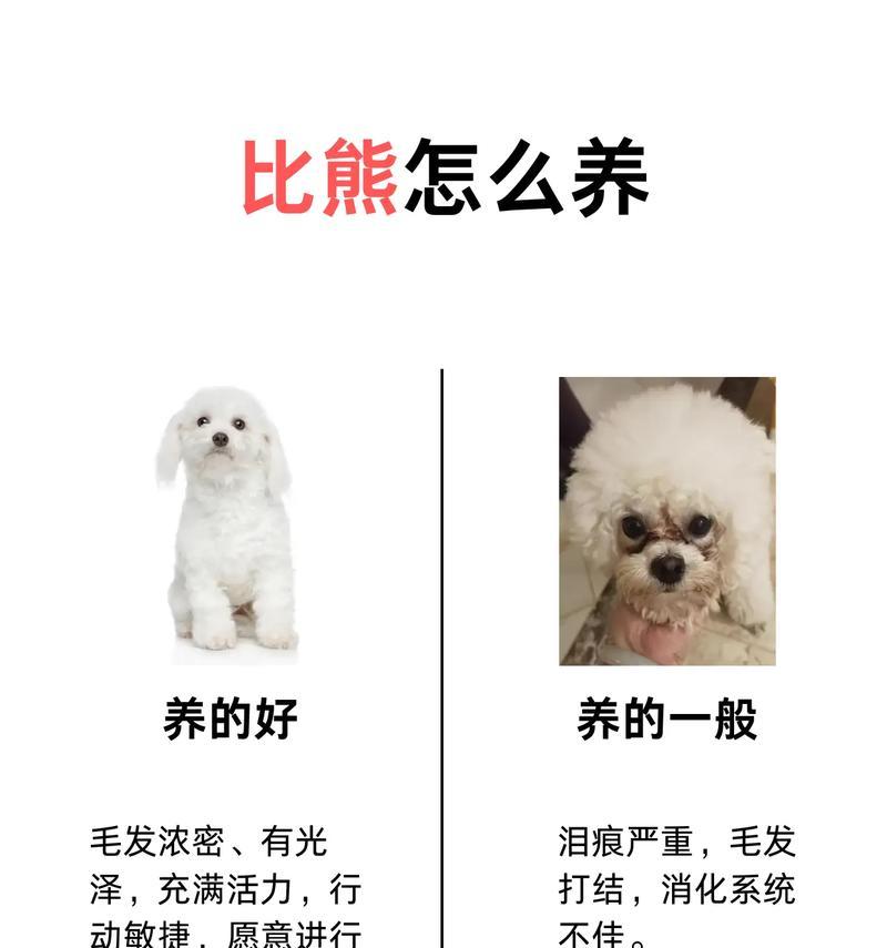 狗狗泪痕的原因及处理方法（教你5个小方法有效解决狗狗泪痕问题）