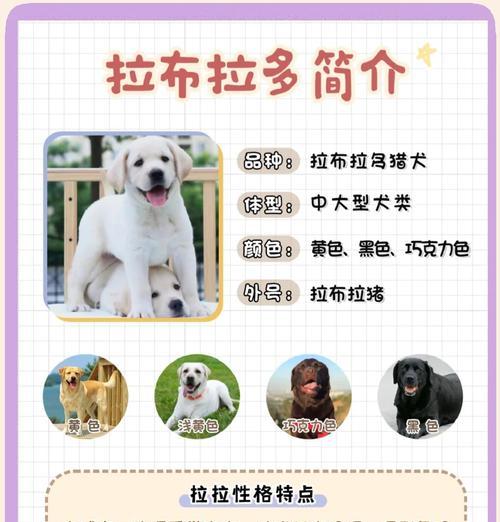 拉布拉多的叫声持续时间有多久？（探究拉布拉多叫声的持续时间及其影响因素）