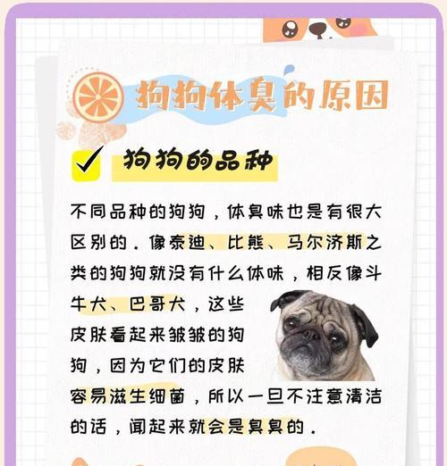 狗狗不吃饭不喝水，可能的原因与应对方法（了解狗狗不吃饭不喝水的原因，掌握正确的应对方法）