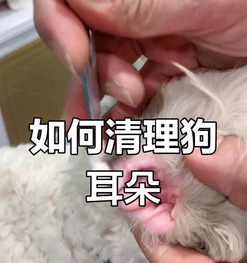 如何有效清洁狗狗耳朵，预防脏东西积累（三步骤操作，让你的狗狗远离耳朵问题）