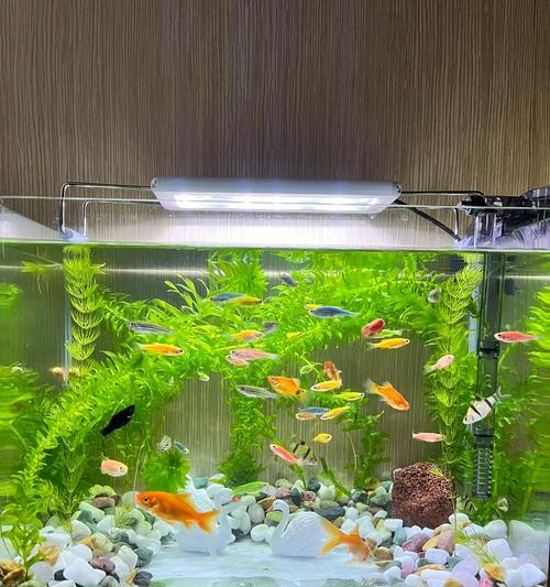 晒水的时间对给鱼换水有何影响？（探究晒水时间长短对鱼缸水质的影响）