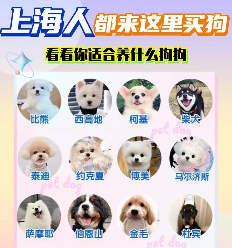 养狗新手首选的健康狗狗品种（如何挑选一只适合新手的健康狗狗）