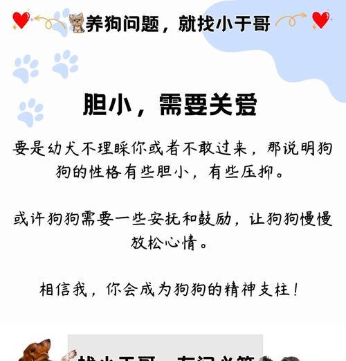 约克夏犬（揭秘约克夏犬的魅力与吸引力，探究其成为众人宠爱的原因）