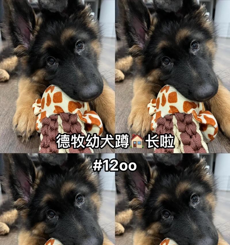以德牧剃毛多久能长起来（探寻德国牧羊犬剃毛的生长周期及护理技巧）