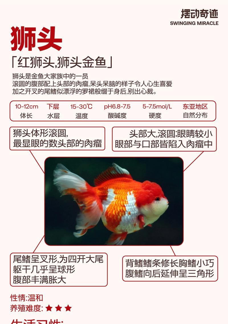 如何分辨金鱼的性别？（金鱼性别判断方法及关键部位）