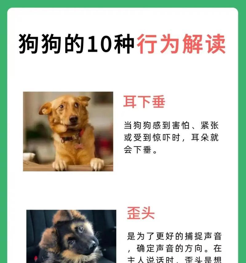 聪明的狗狗（了解这些聪明的狗狗，让你的生活更智慧）