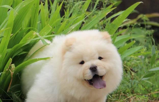 揭秘松狮犬的性格特点及每顿适宜食量（了解松狮犬的性格，合理掌握每顿食量）