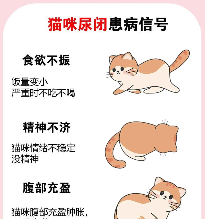 公猫尿闭的常见疾病及预防措施（了解公猫尿闭的疾病类型及保护你的爱宠）
