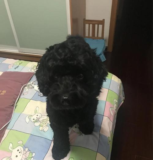 2月龄狗犬的免疫时机及重要性（了解2月龄狗犬的免疫时间表，保护它们的健康）