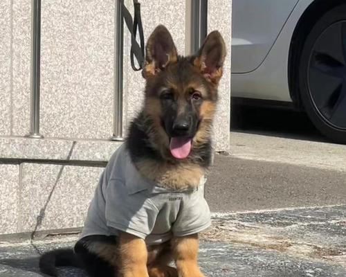 探秘以赛级牧羊犬的性别特征——原来牧羊犬图是这个样子的！