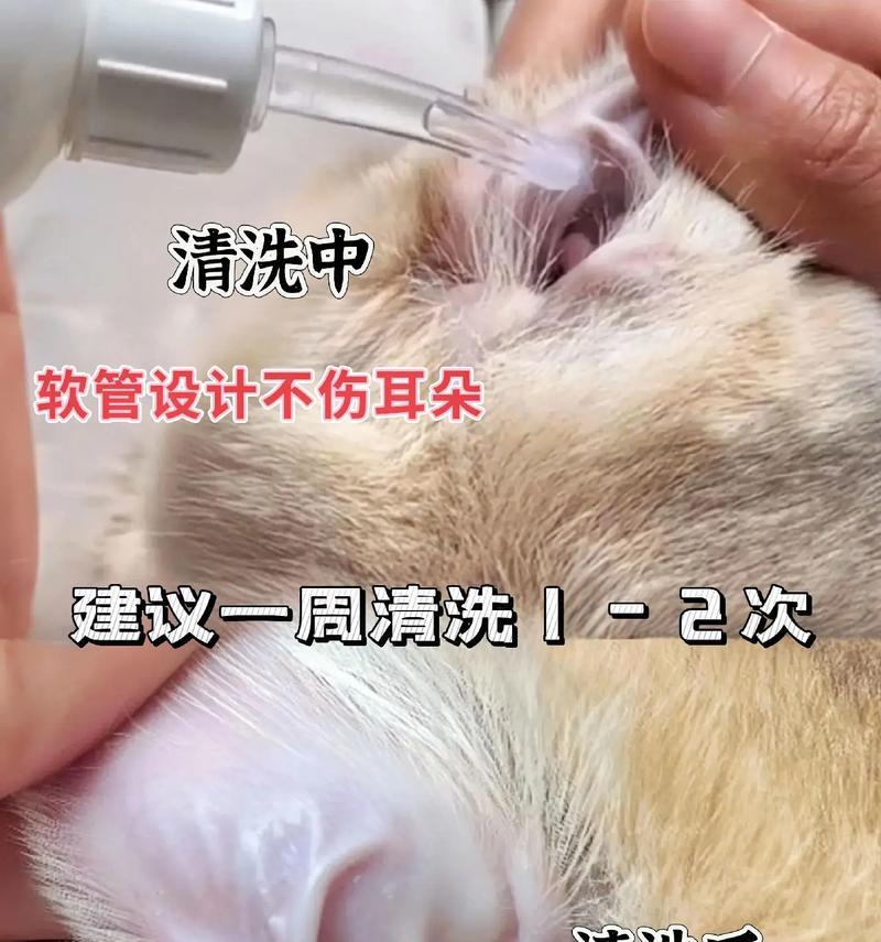 狗耳朵清洗频率及注意事项（科学护理狗耳朵，宠物更健康）