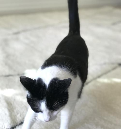 奶牛猫（探寻养奶牛猫的原因和挑战，）