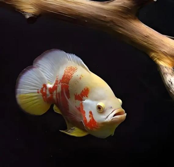 可在龙鱼缸内饲养的九大温顺型观赏鱼（探索九种性格温和的观赏鱼，寻找适合龙鱼缸的伙伴）