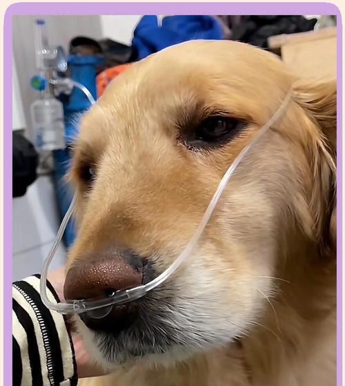 金毛幼犬一个月的成长过程（探索金毛幼犬在一个月内的发展里程碑）